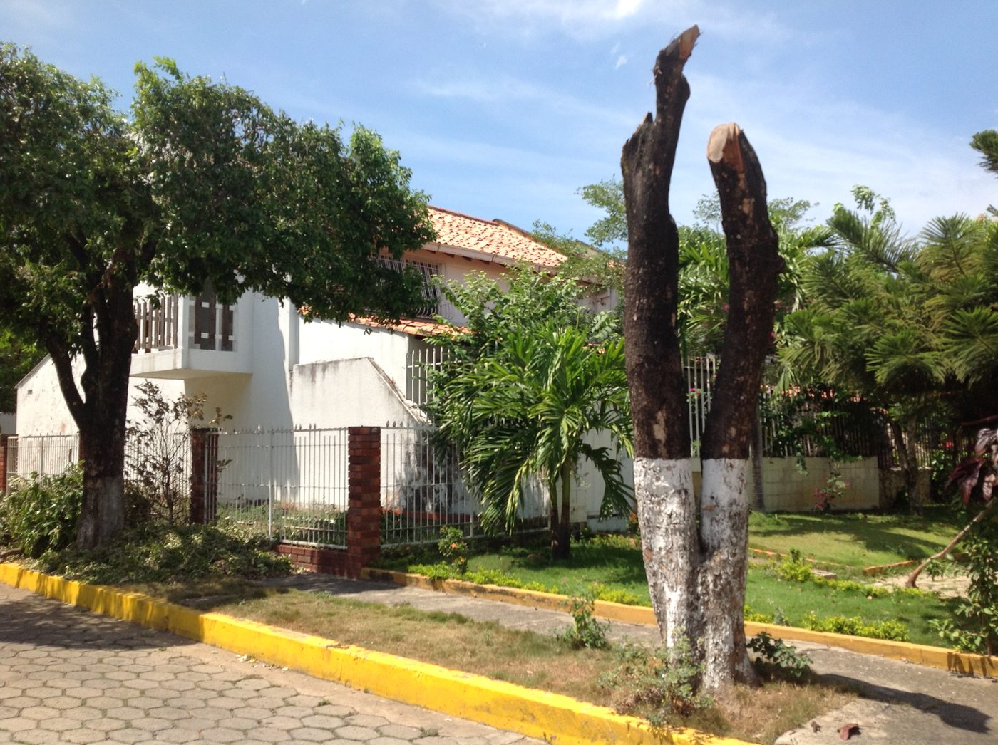 Estado previo a la remodelación: jardín y arborización existente